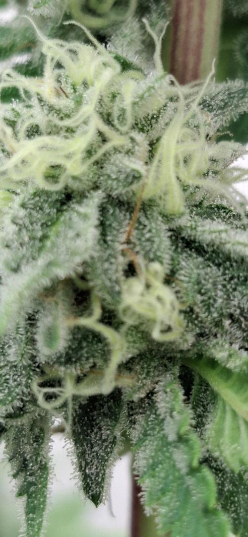 Sensi Seeds. Week 8 - THANKS AGAIN, @SENSI SEEDS  🏆🤝