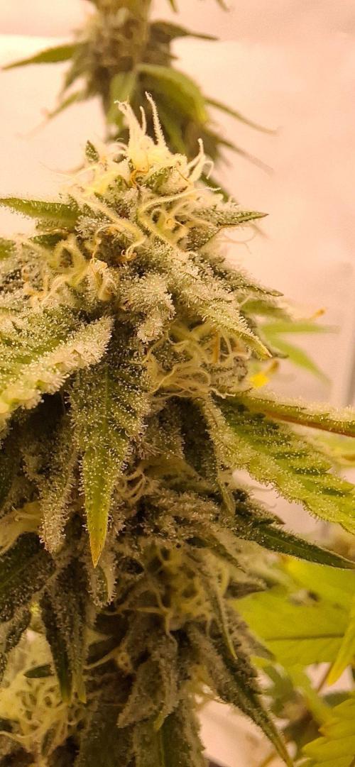Sensi Seeds. Week 9