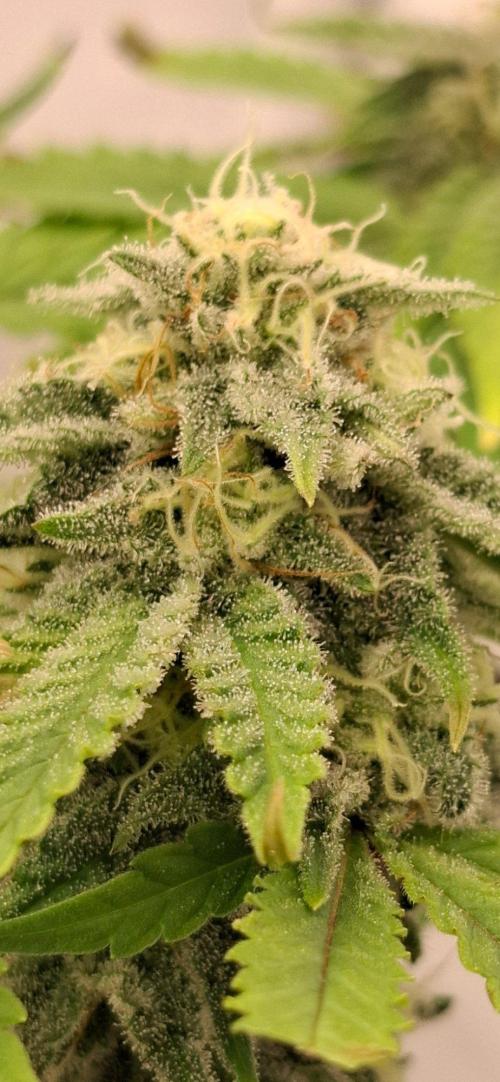 Sensi Seeds. Week 9