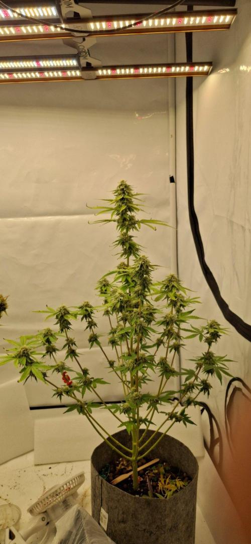 Sensi Seeds. Week 9 - Temps of 30oC +  but she's doing great 👍 