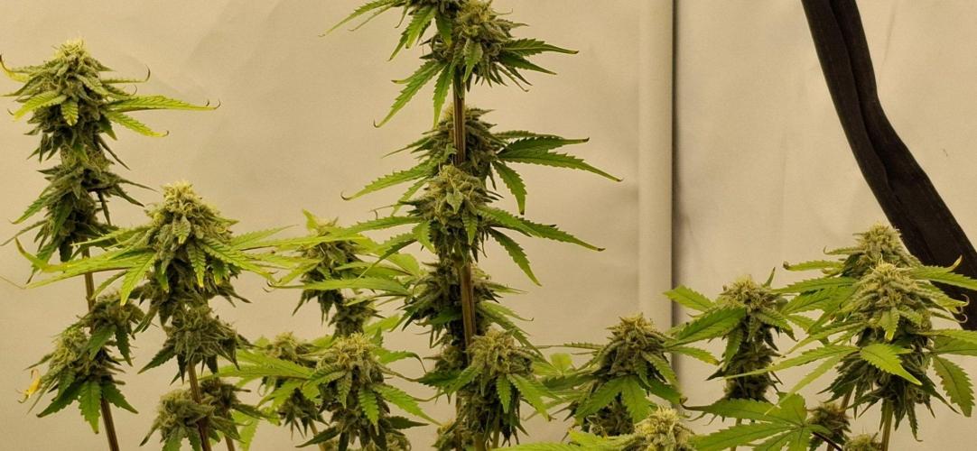 Sensi Seeds. Week 9