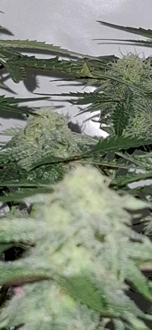 Sensi Seeds. Week 9