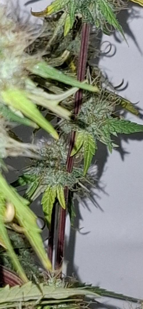 Sensi Seeds. Week 9