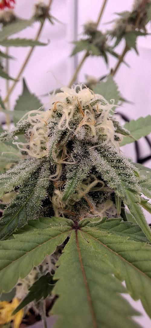 Sensi Seeds. Week 9