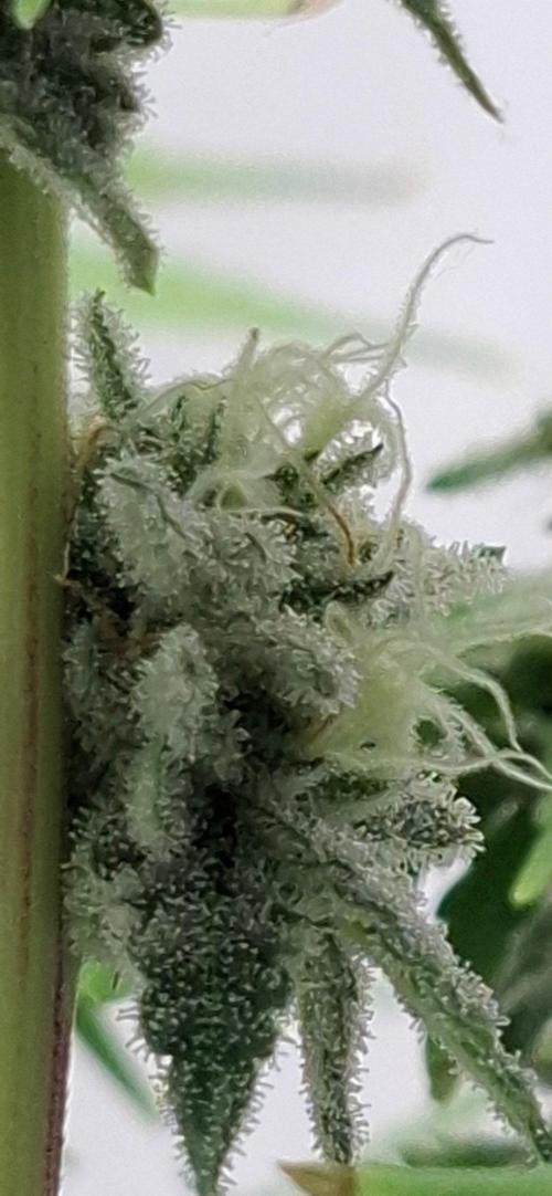 Sensi Seeds. Week 9