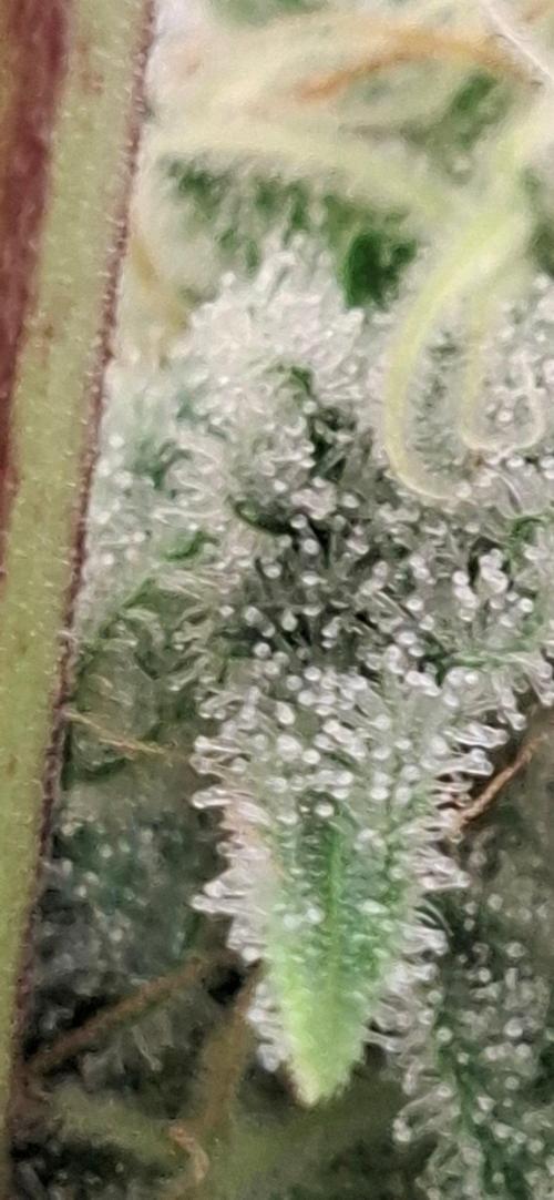 Sensi Seeds. Week 9 - Update 