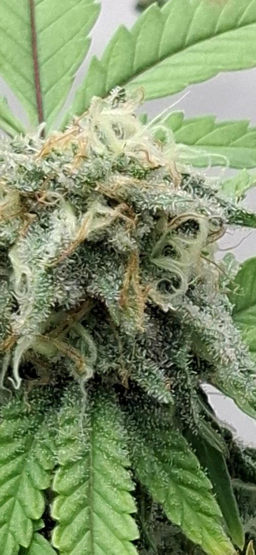 Sensi Seeds. Week 9 - 😶‍🌫️😶‍🌫️😶‍🌫️😶‍🌫️😶‍🌫️