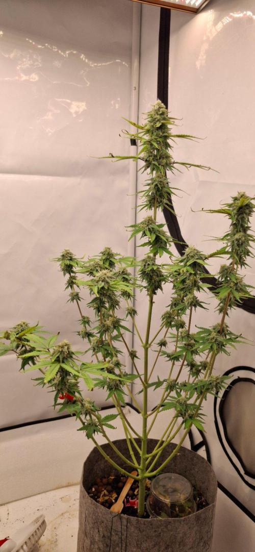 Sensi Seeds. Week 9