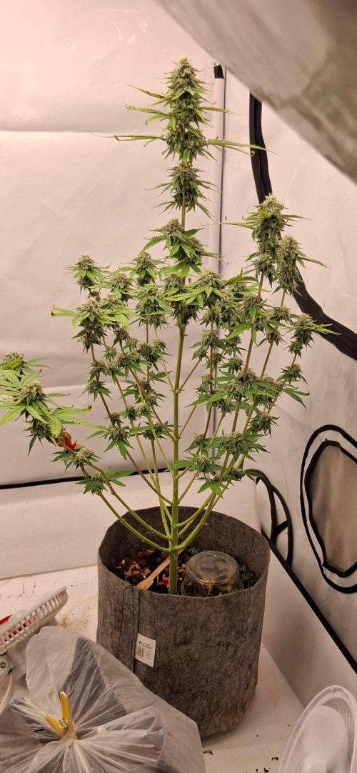 Sensi Seeds. Week 9