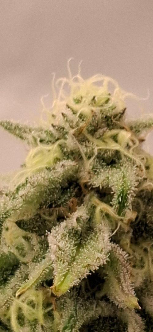 Sensi Seeds. Week 9