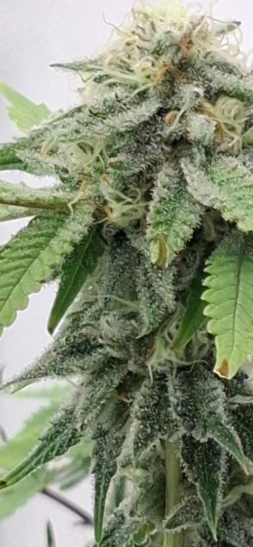 Sensi Seeds. Week 9