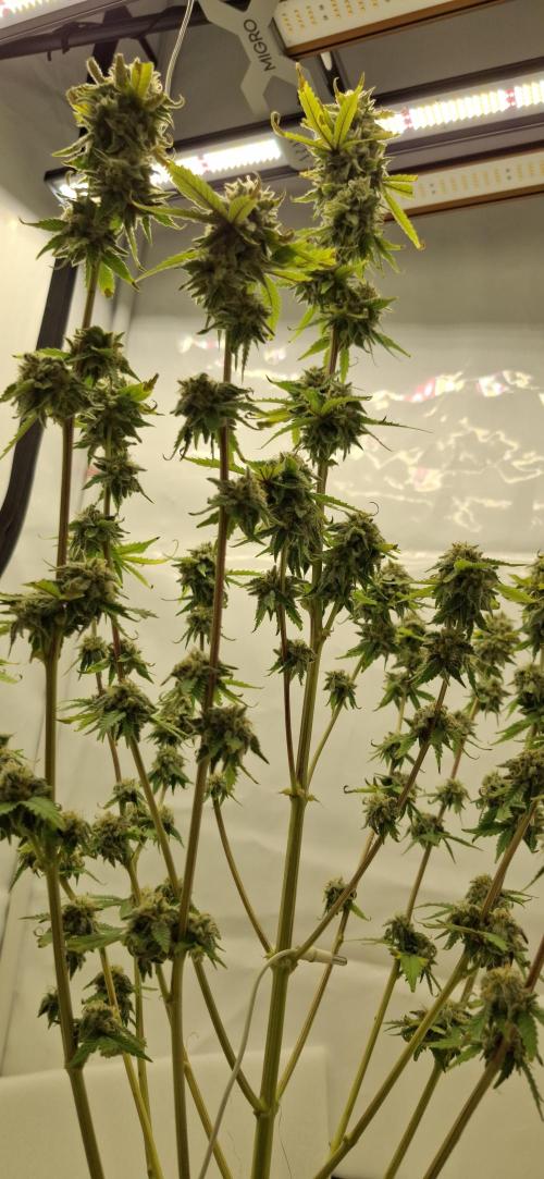 Sensi Seeds. Week 10