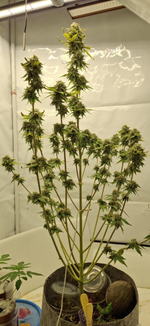 Sensi Seeds. Week 10