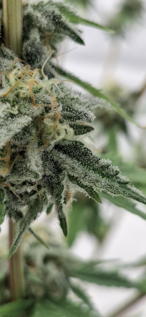 Sensi Seeds. Week 10