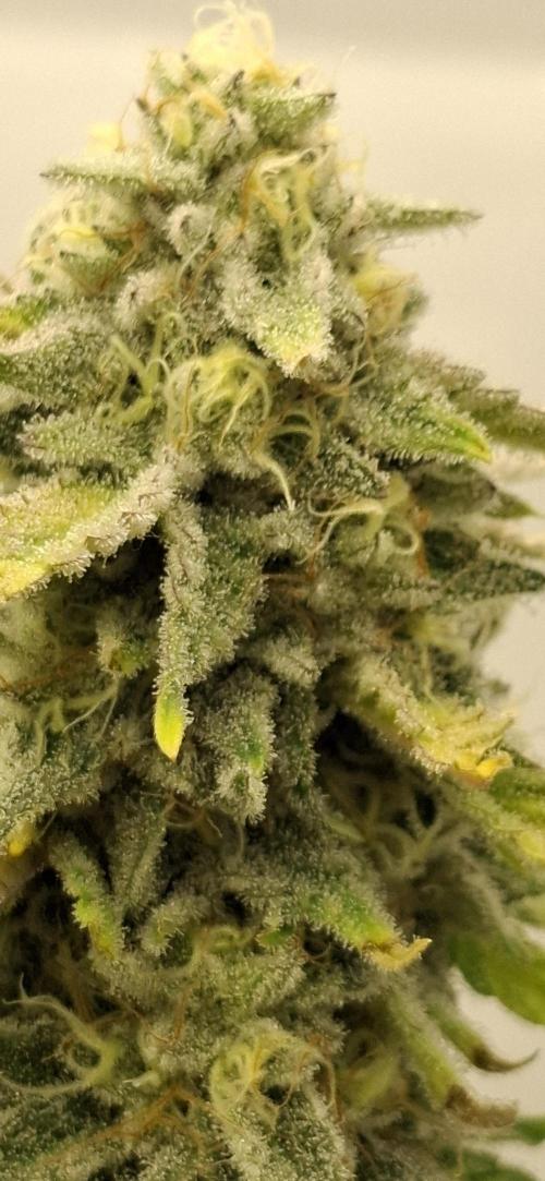 Sensi Seeds. Week 10