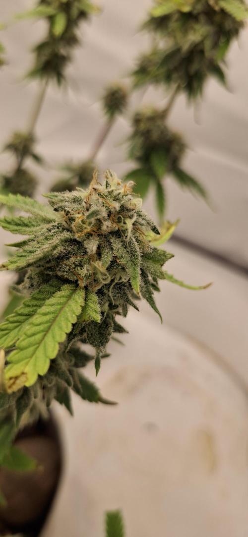 Sensi Seeds. Week 10
