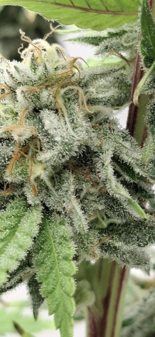 Sensi Seeds. Week 10