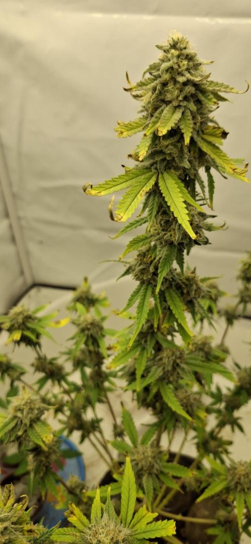 Sensi Seeds. Week 10