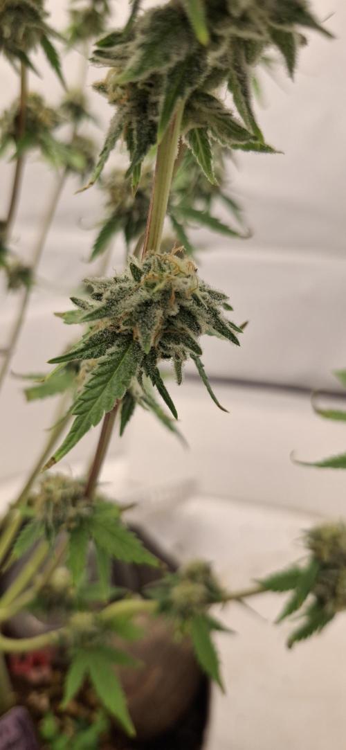 Sensi Seeds. Week 10