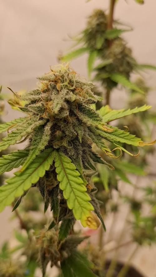 Gun Smoke Fem. Week 10
