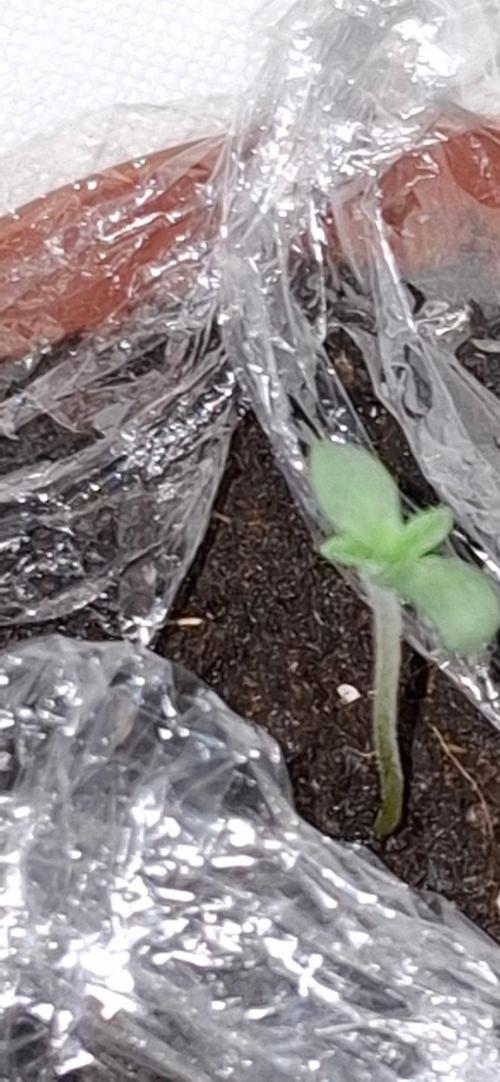 Lemon Cherry Runtz FB420. Week 0
