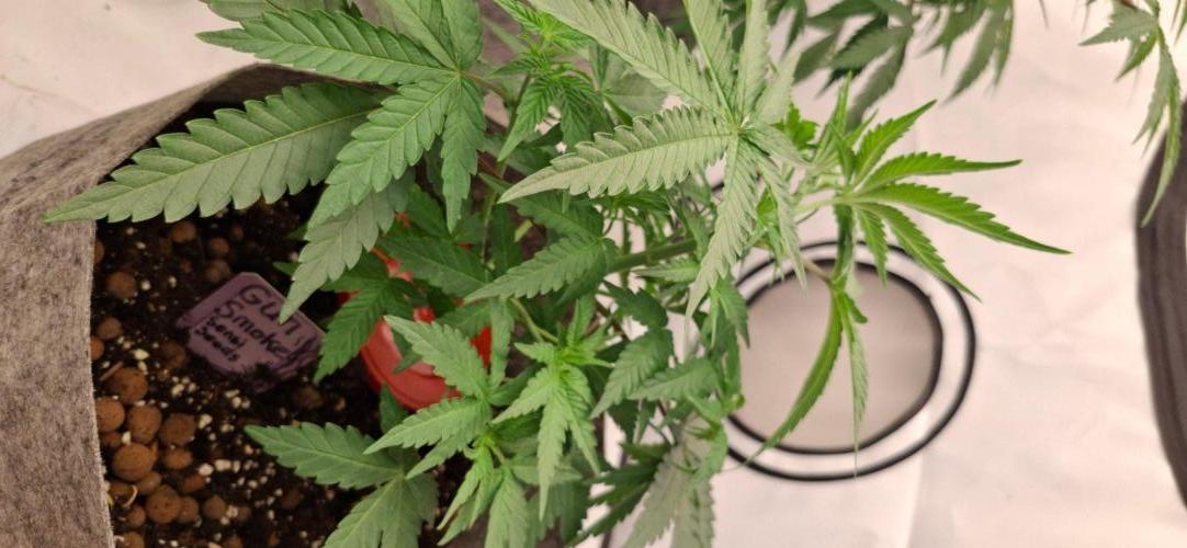 Sensi Seeds. Week 2