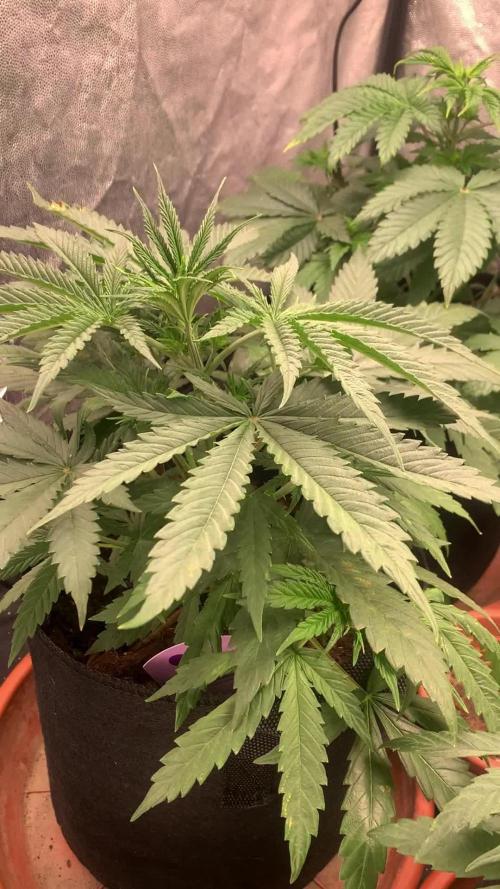 Sweet Seeds 4 Strains