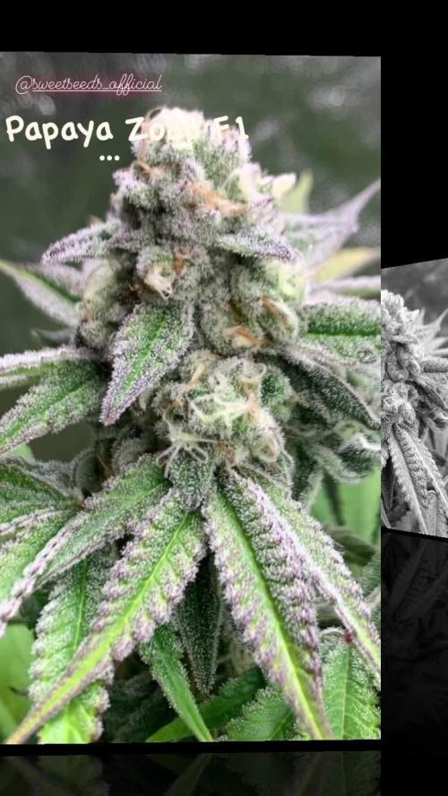 Sweet Seeds 4 Strains