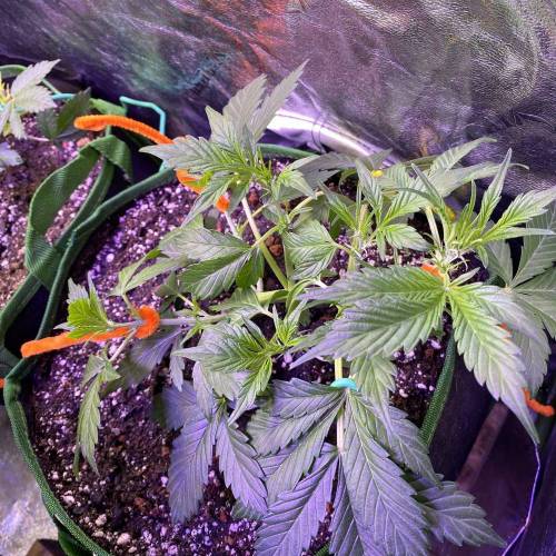 Vagos LSD-25 Auto. Week 3 - Some Lst