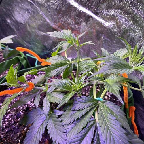 Vagos LSD-25 Auto. Week 3 - Lst To Expose Tops