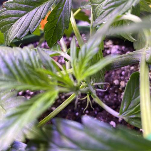 Vagos LSD-25 Auto. Week 3 - White Hairs Starting To Come Out 