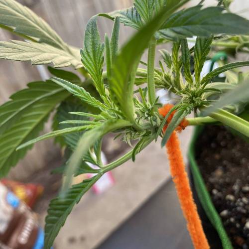 Vagos LSD-25 Auto. Week 4