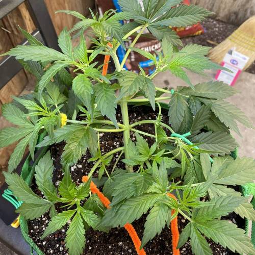 Vagos LSD-25 Auto. Week 4