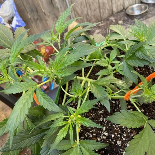 Vagos LSD-25 Auto. Week 4