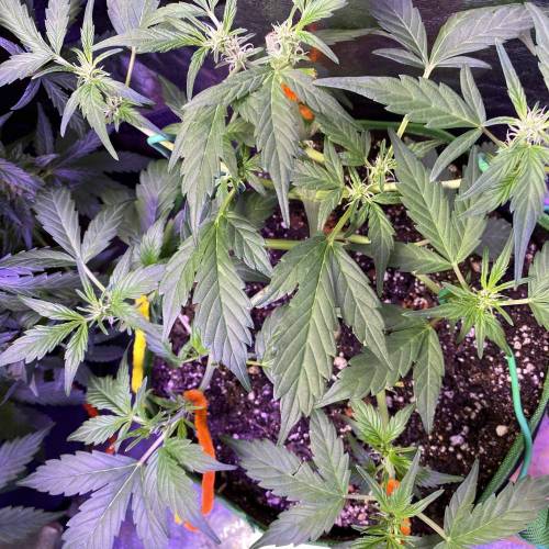 Vagos LSD-25 Auto. Week 5