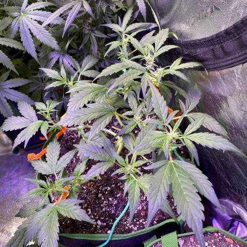 Vagos LSD-25 Auto. Week 5