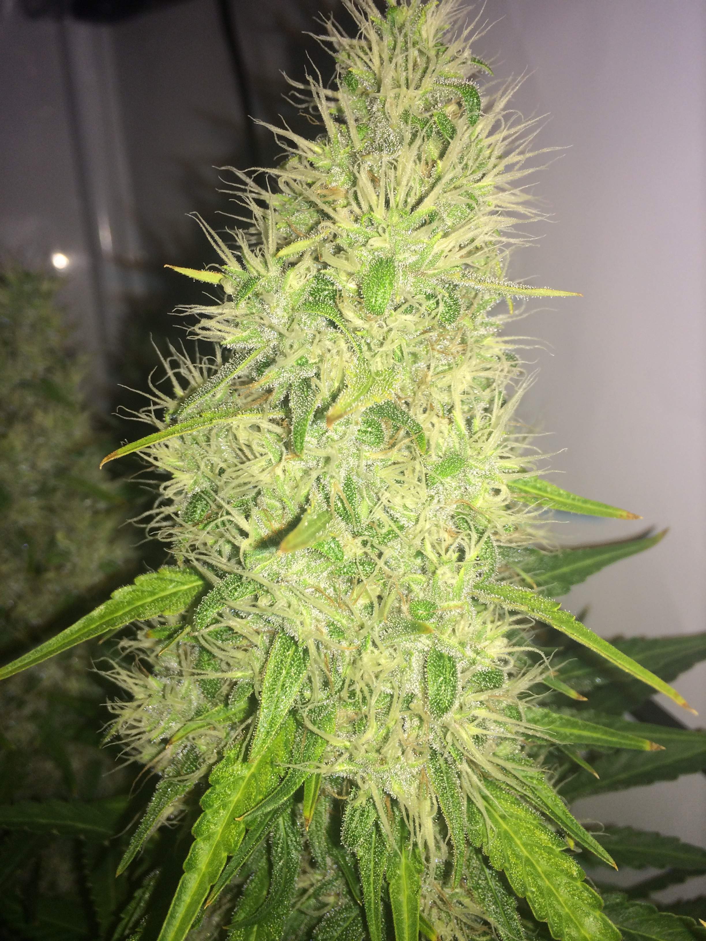 Dutch Passion Orange Bud, Paradise Seeds Belladonna grow diary (journal