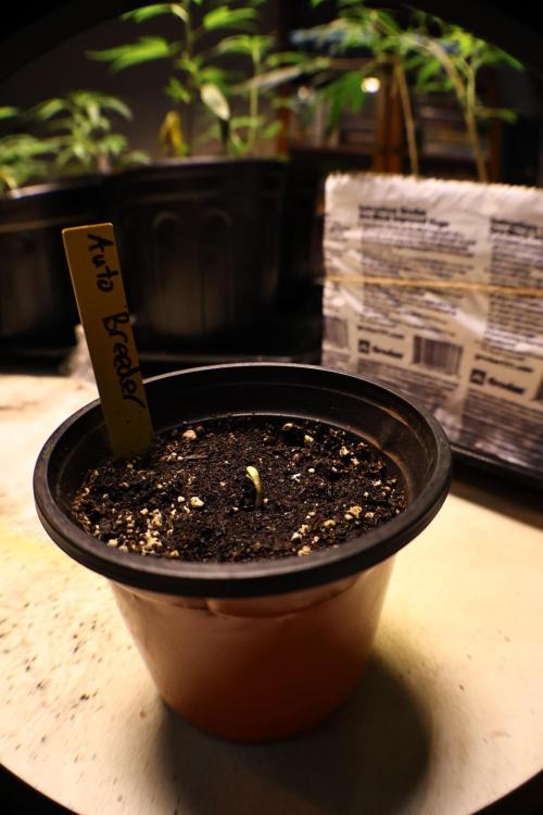 Doubletime 33 autoflower. Week 1 - 1pm