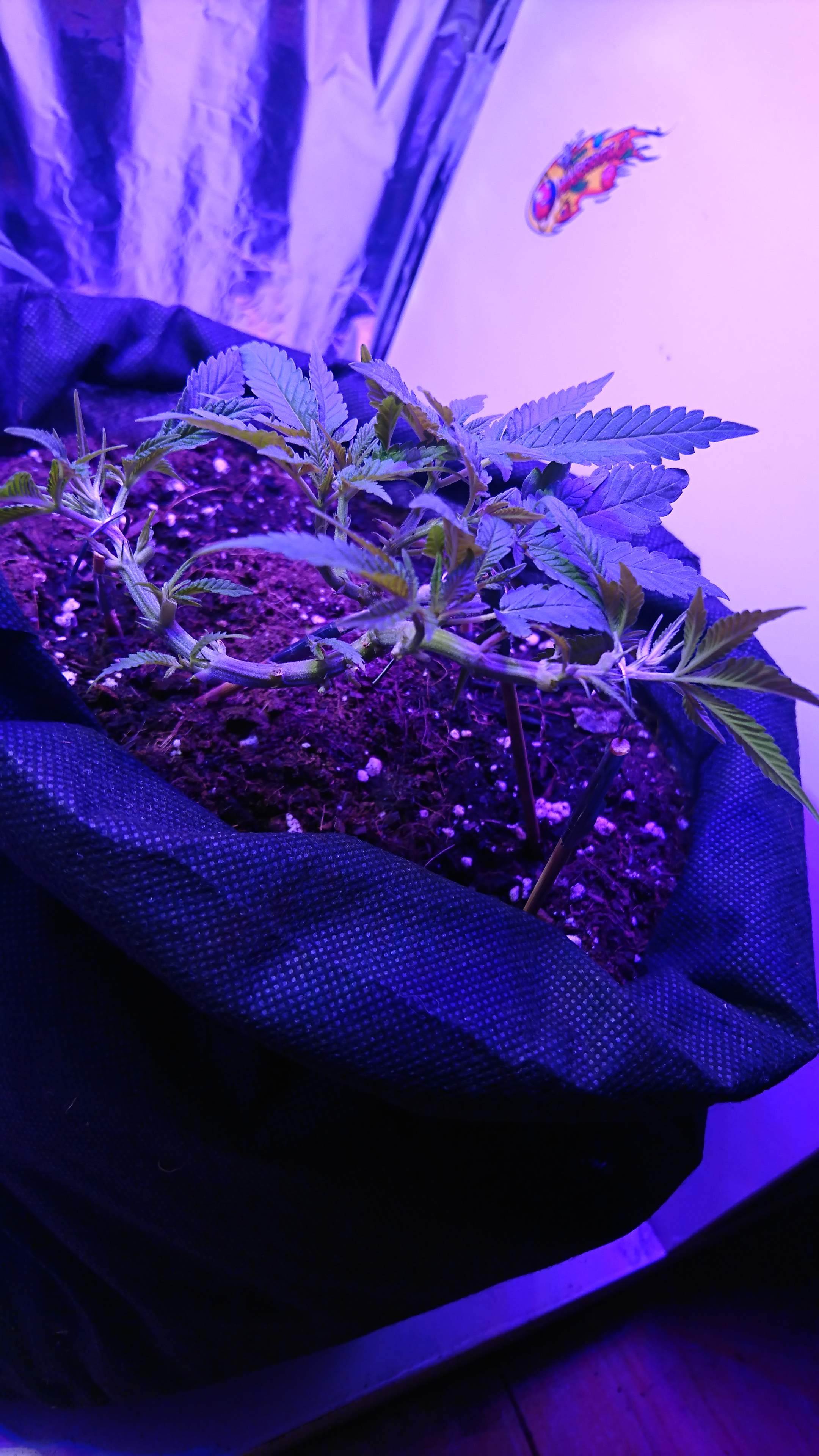 Bruce banner 3 grow diary (journal) week9 by Mr_Limits GrowDiaries