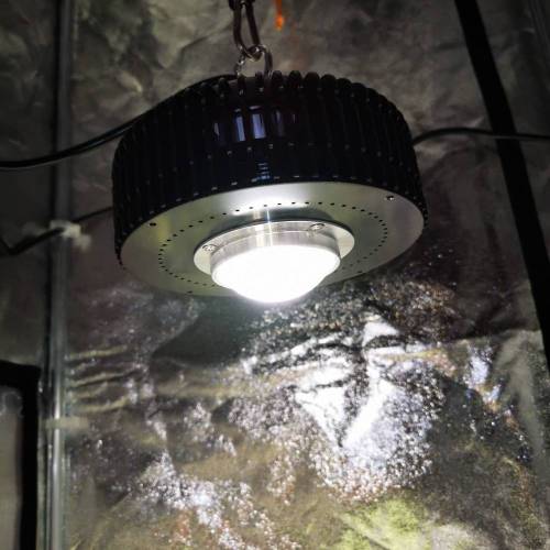 Single 65W cob auto experiment. Week 1