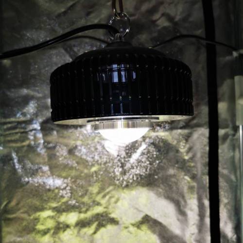 Single 65W cob auto experiment. Week 1