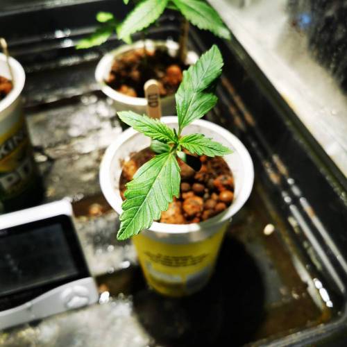 Single 65W cob auto experiment. Week 1