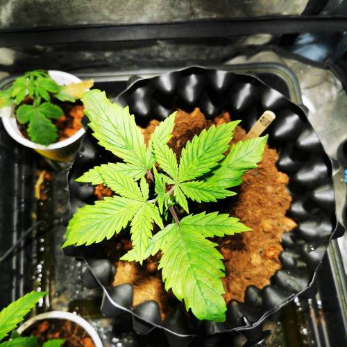 Single 65W cob auto experiment. Week 2 - Before tying down - day 17