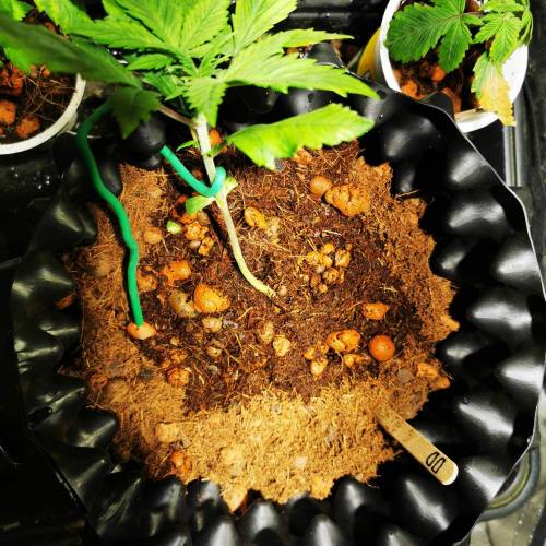 Single 65W cob auto experiment. Week 2 - Beginning training - day 17