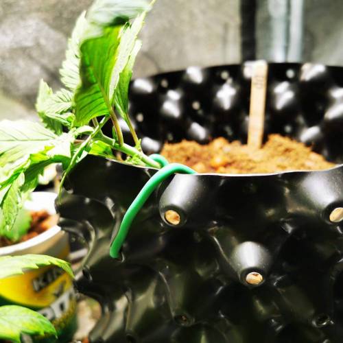 Single 65W cob auto experiment. Week 2 - Beginning training - day 17