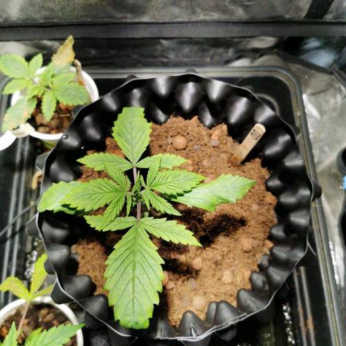 Single 65W cob auto experiment. Week 2 - After transplant - day 14 