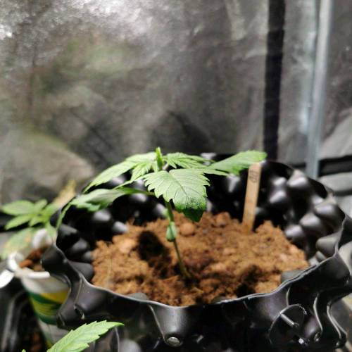 Single 65W cob auto experiment. Week 2 - After transplant - day 14