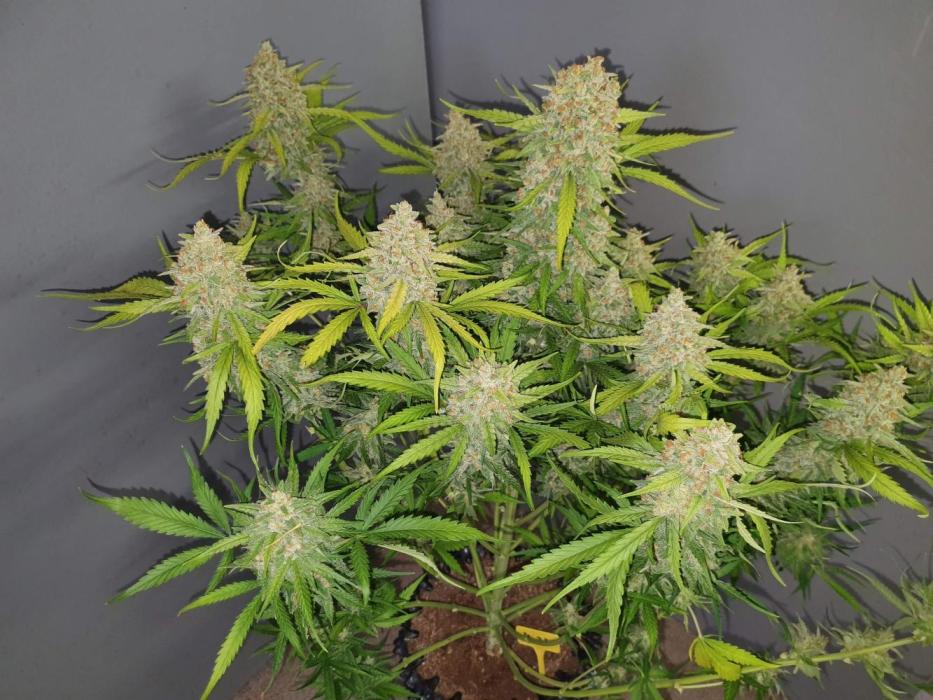 AutoCinderella Jack - Sanlight. Week 0