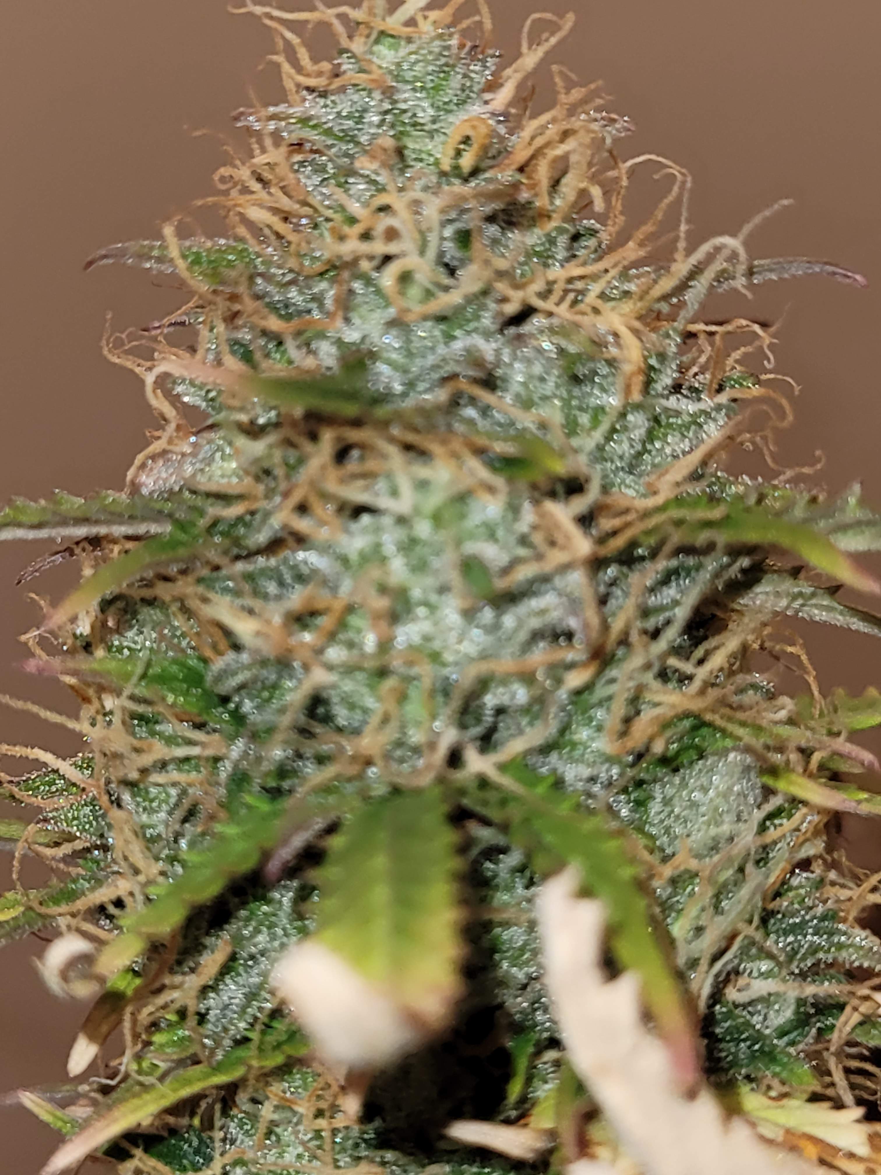 Crop King Seeds Blue Cheese Autoflower grow diary (journal) harvest14