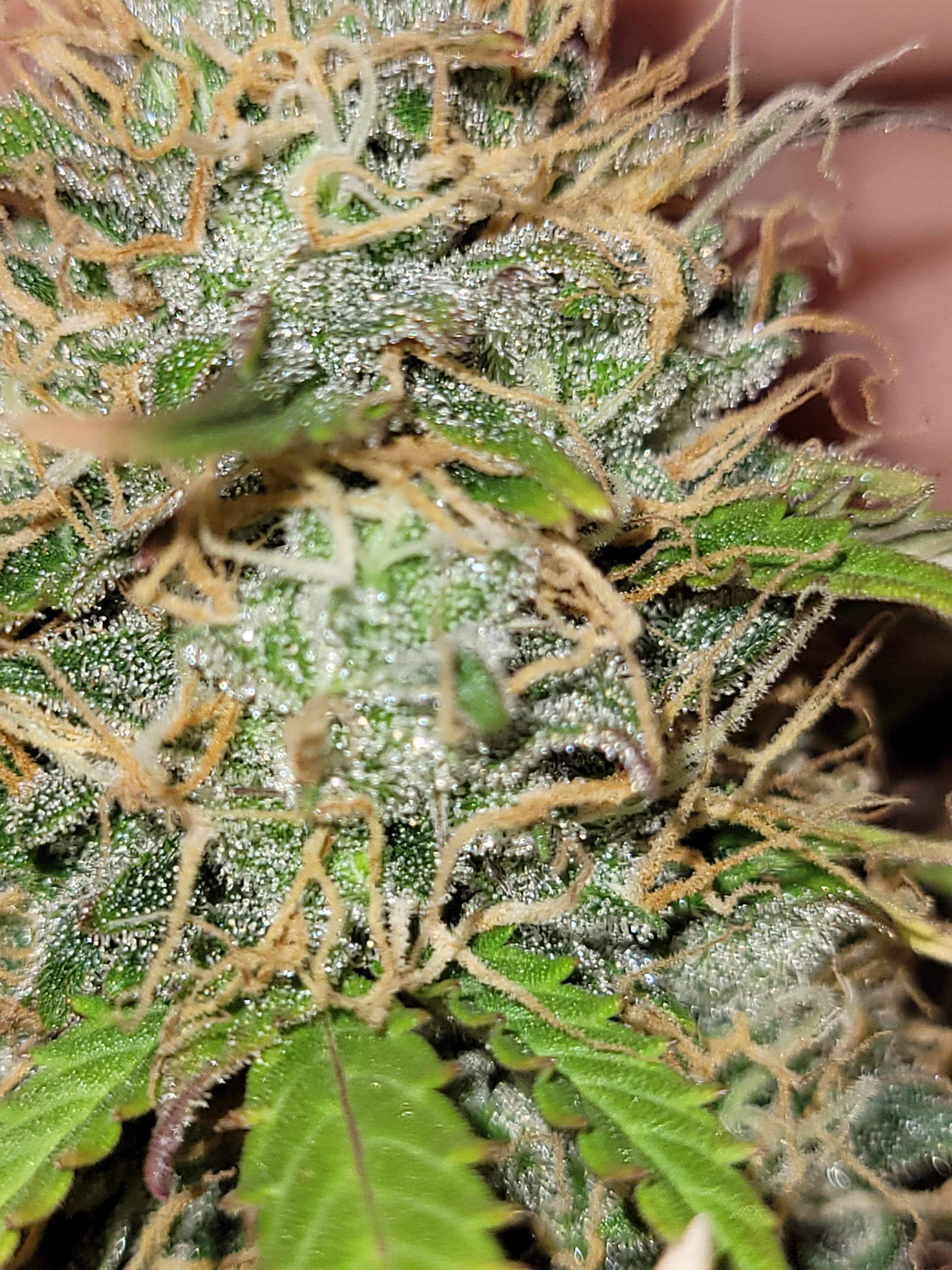 Crop King Seeds Blue Cheese Autoflower grow diary (journal) harvest14 by GrowDiaries